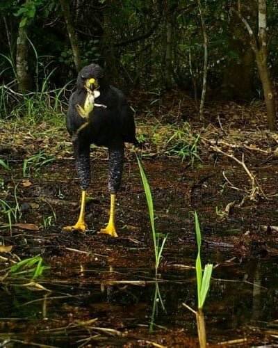 AGUILILLA NEGRA MAYOR