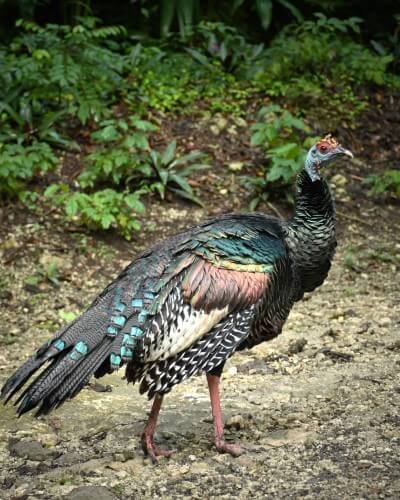 PAVO OCELADO